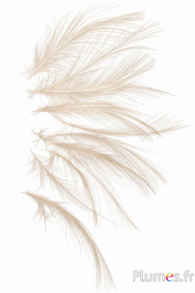 Reiger - 8-11 cm - wit-crème natuurlijk